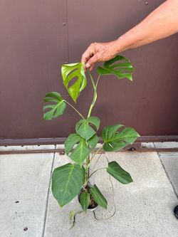 6” monstera sierrana
