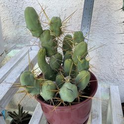 Trichocereus Bridgeii
