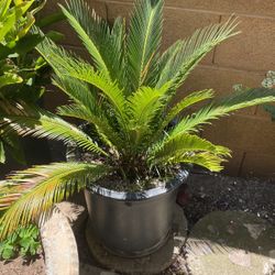 Sago Palm Tree