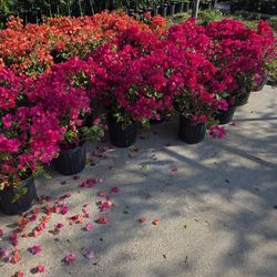Bougainvillea Plants 3gallon Bushes 