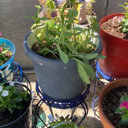 Beautiful Plant And Pot 