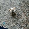 carlos