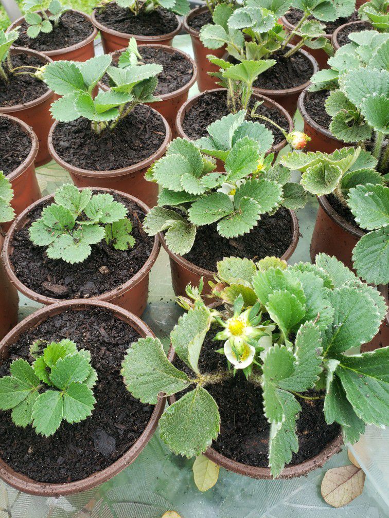 Strawberry Plant's 🍓 $4.00each Or 3 For $ 10