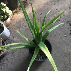 Aloe Vera 
