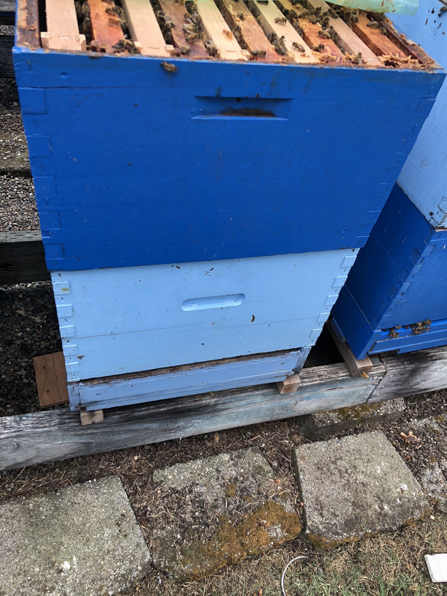 Carniolan Bee Hive Colony