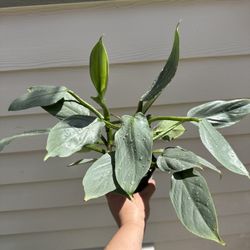Philodendron Silver Sword Plant