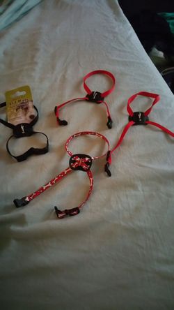 New pet harness'