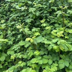 BlackBerry Plants 2$ 