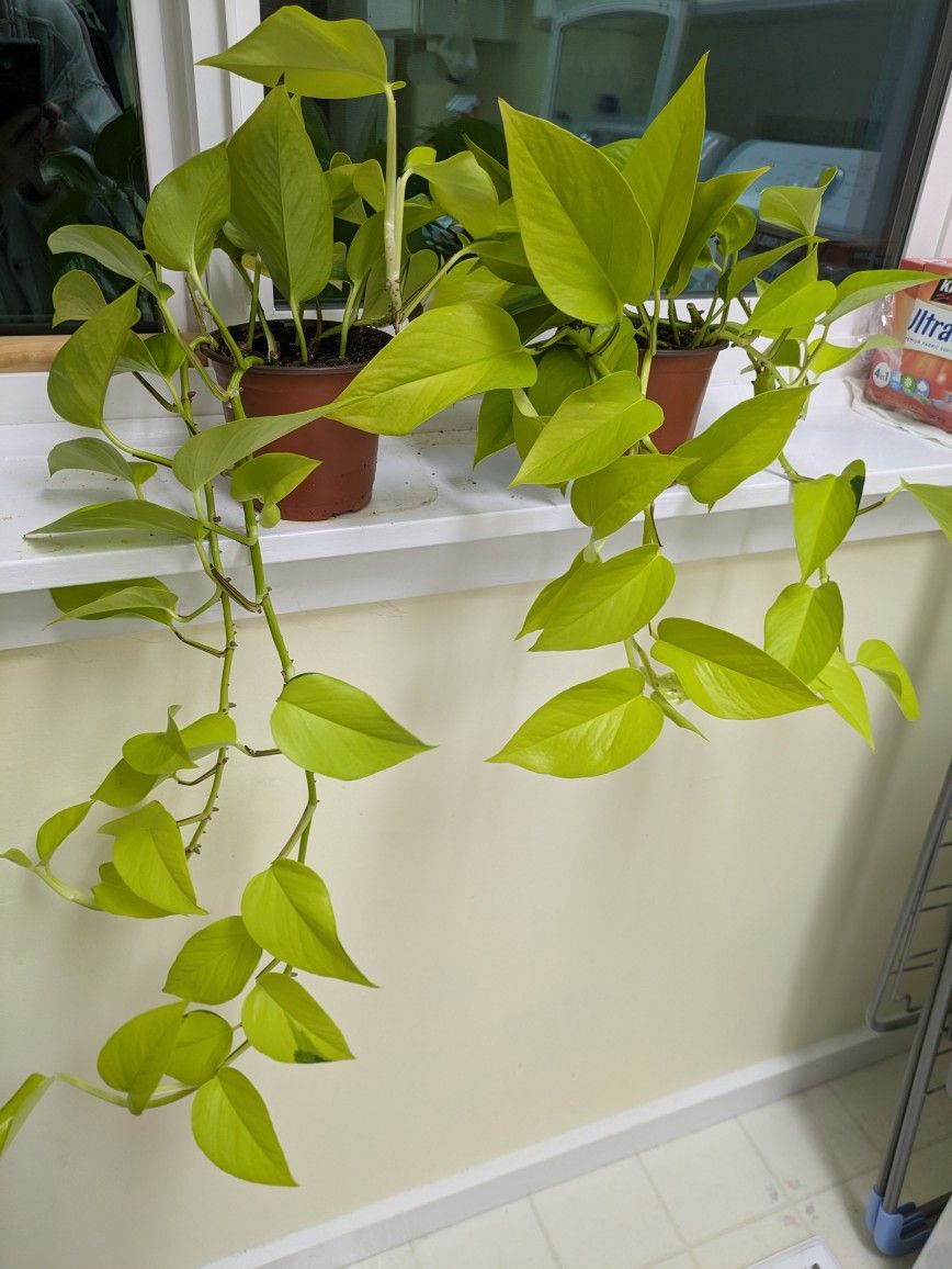 Pothos (2 available)