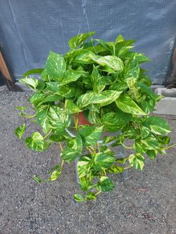 Golden Pothos 10" Nursery Pot