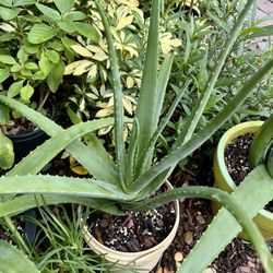 Aloe Vera 