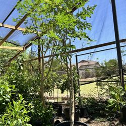 24g Moringa Tree 