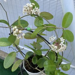 Hoya Australis ✨ blooming!