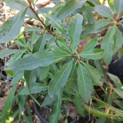 Lucuma Tree (Very Rare Here)