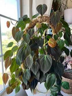 Lush trailing Philodendron micans velvet plant/ indoor plant/ house plant flower patio garden