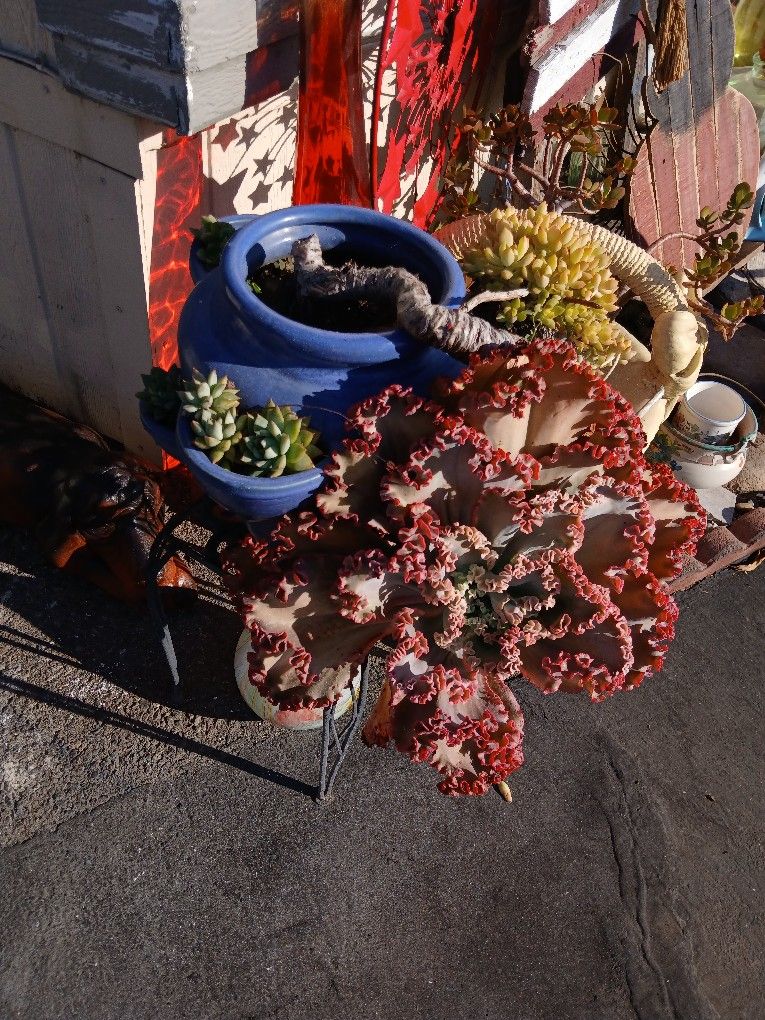 Very Large Succulent Plants In Pot