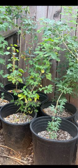 guamúchiles 5 galones $30