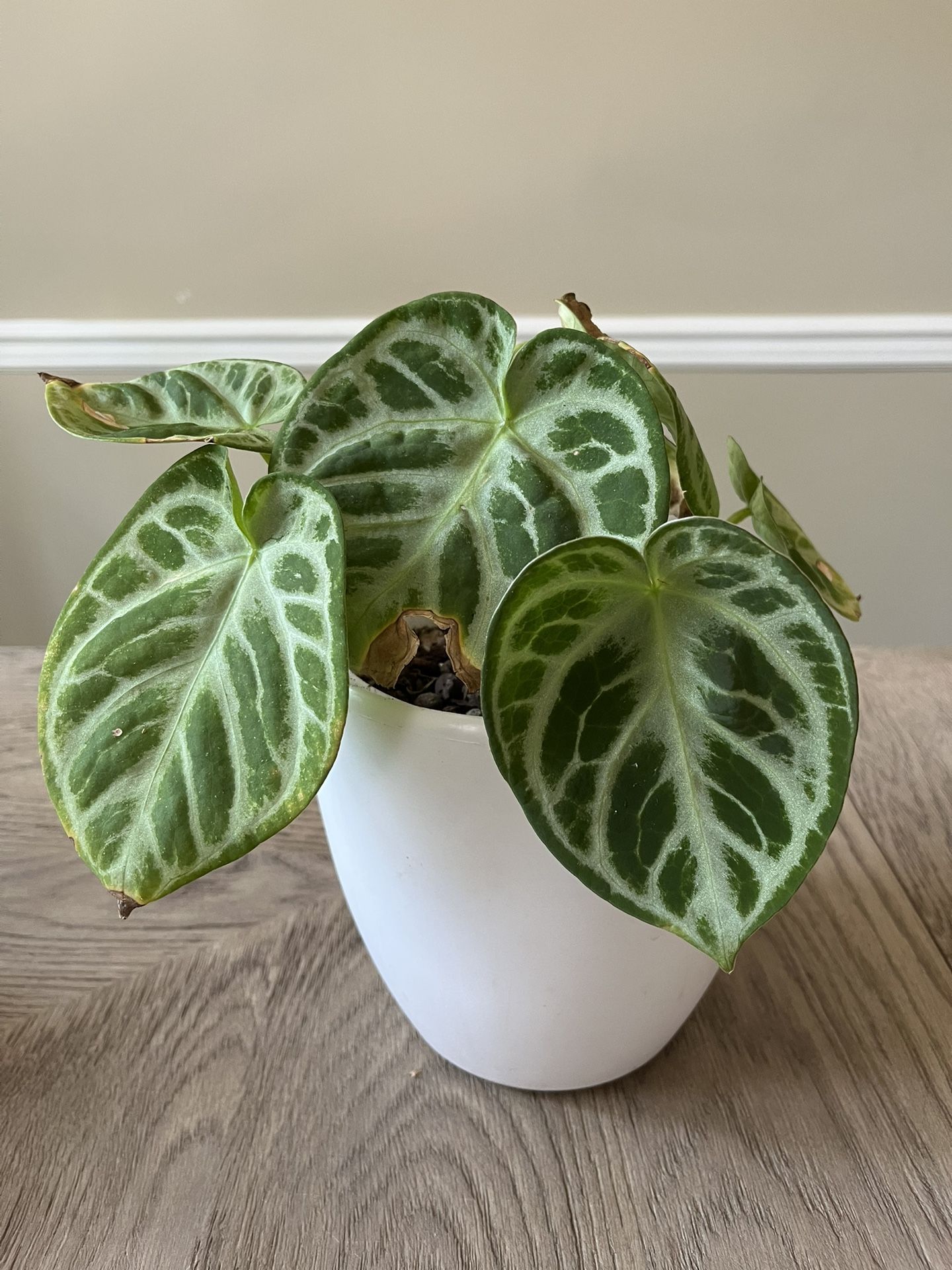 Rare, Large and Thriving Anthurium Silver Blush