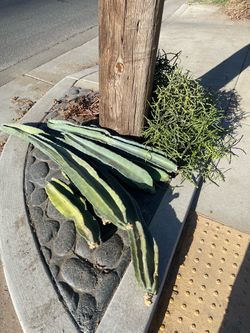 FREE! UPDATED!!! Cactus and succulent cuttings / Peruvian Apple Cactus, Aloe, Stick Cactus, Aeonium