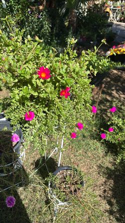 Rallito De Sol beautiful sun plant easy to keep, 2 gallons pot you don’t need to change anything just put it in your favorite place