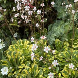 Variegated London Pride Saxifrage Perennial Plant 