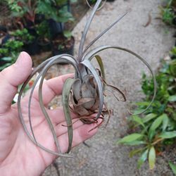 Air Plants Pruinosa