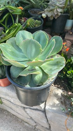 Beautiful Zuculent Plant