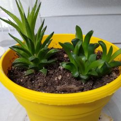 Two Types Of Succulents In Large Pot. Only Available Until end Of May. No Holds