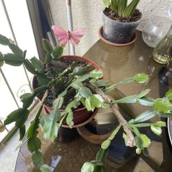Multicolor Christmas Cactus 