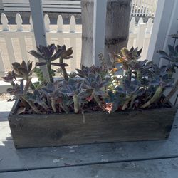 Custom Wooden Planters With Succulents 