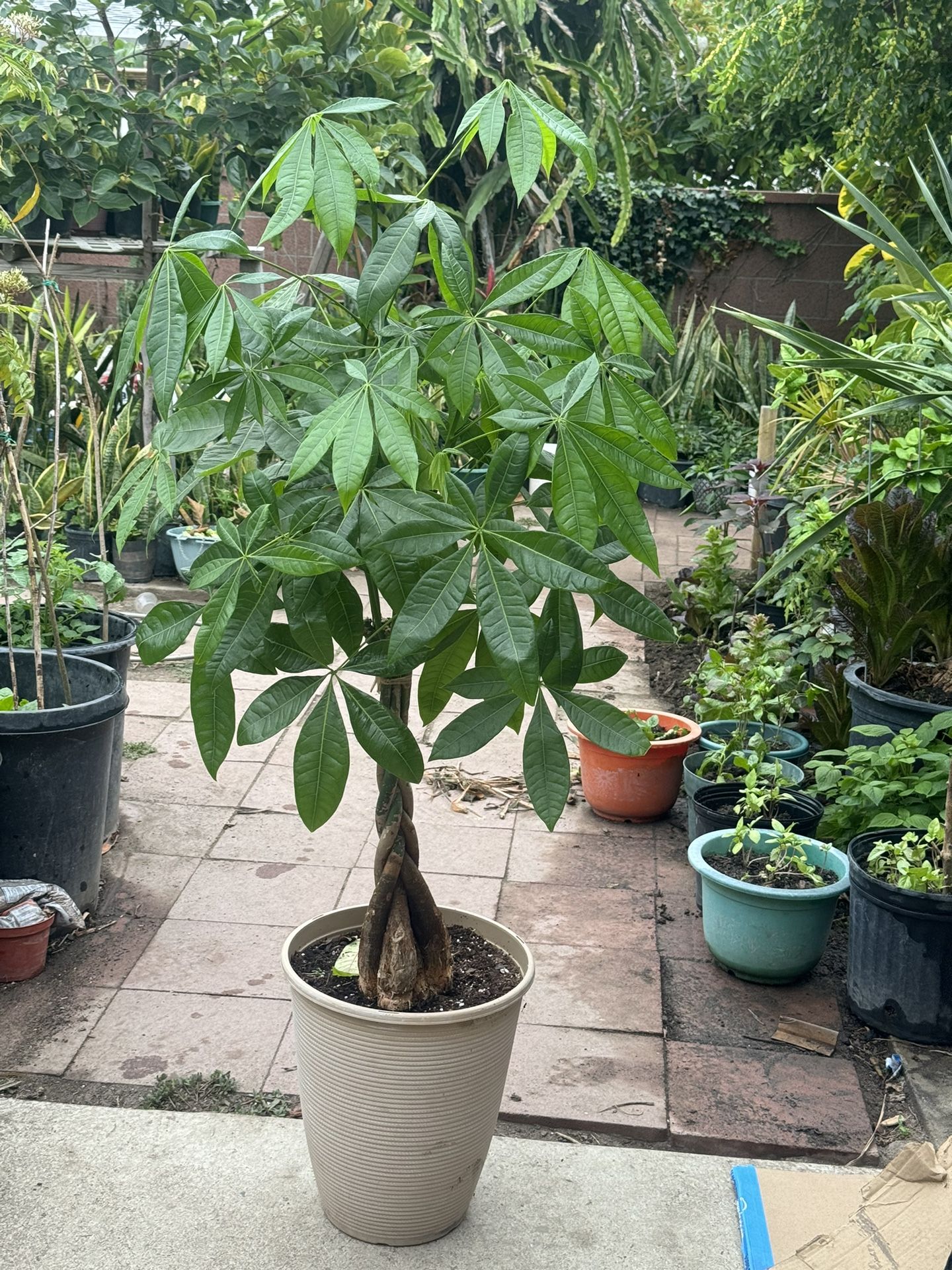 Beautiful Healthy Money Tree