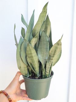 Sansevieria Moonshine Snake Plant 6" Pot - Indoor House Plants