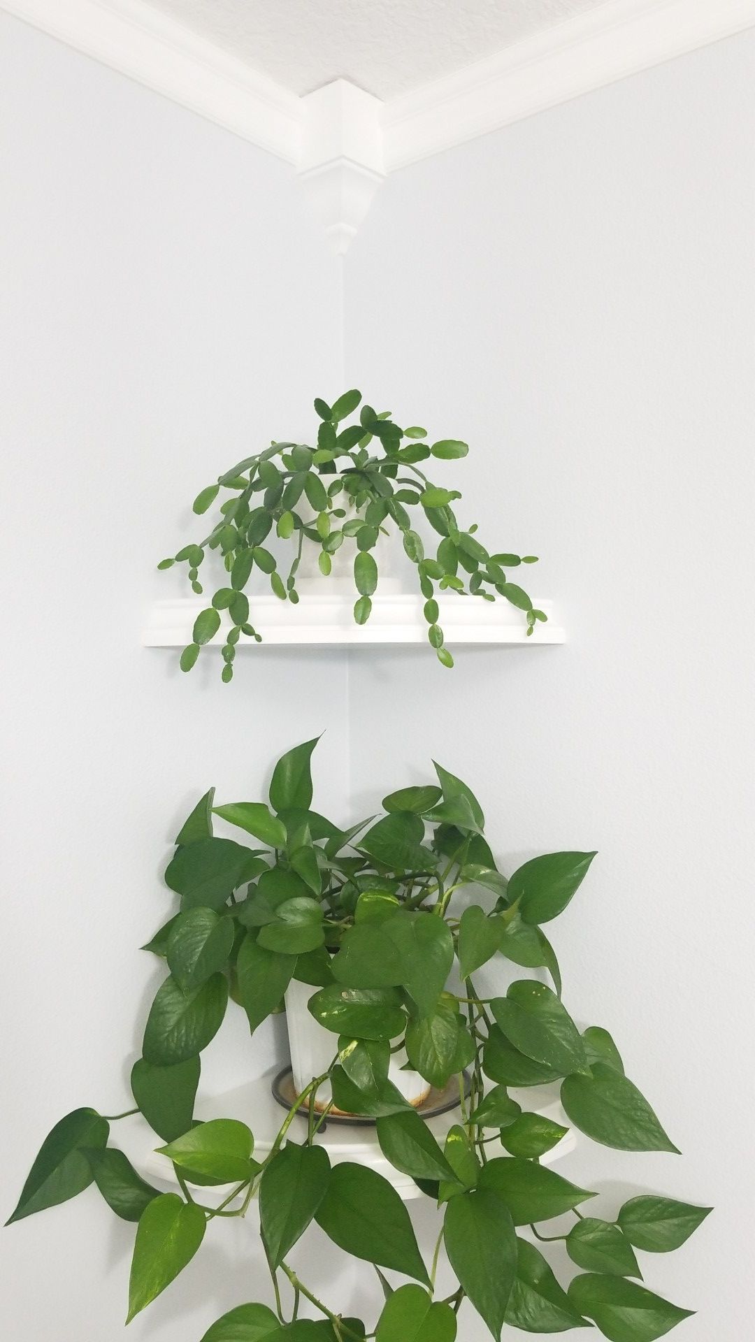 White Corner Shelves - 12 inch By HAO brand