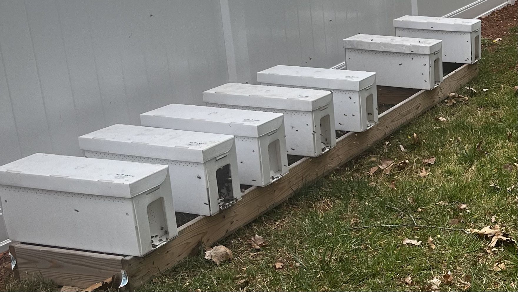 Honey bee NUCs