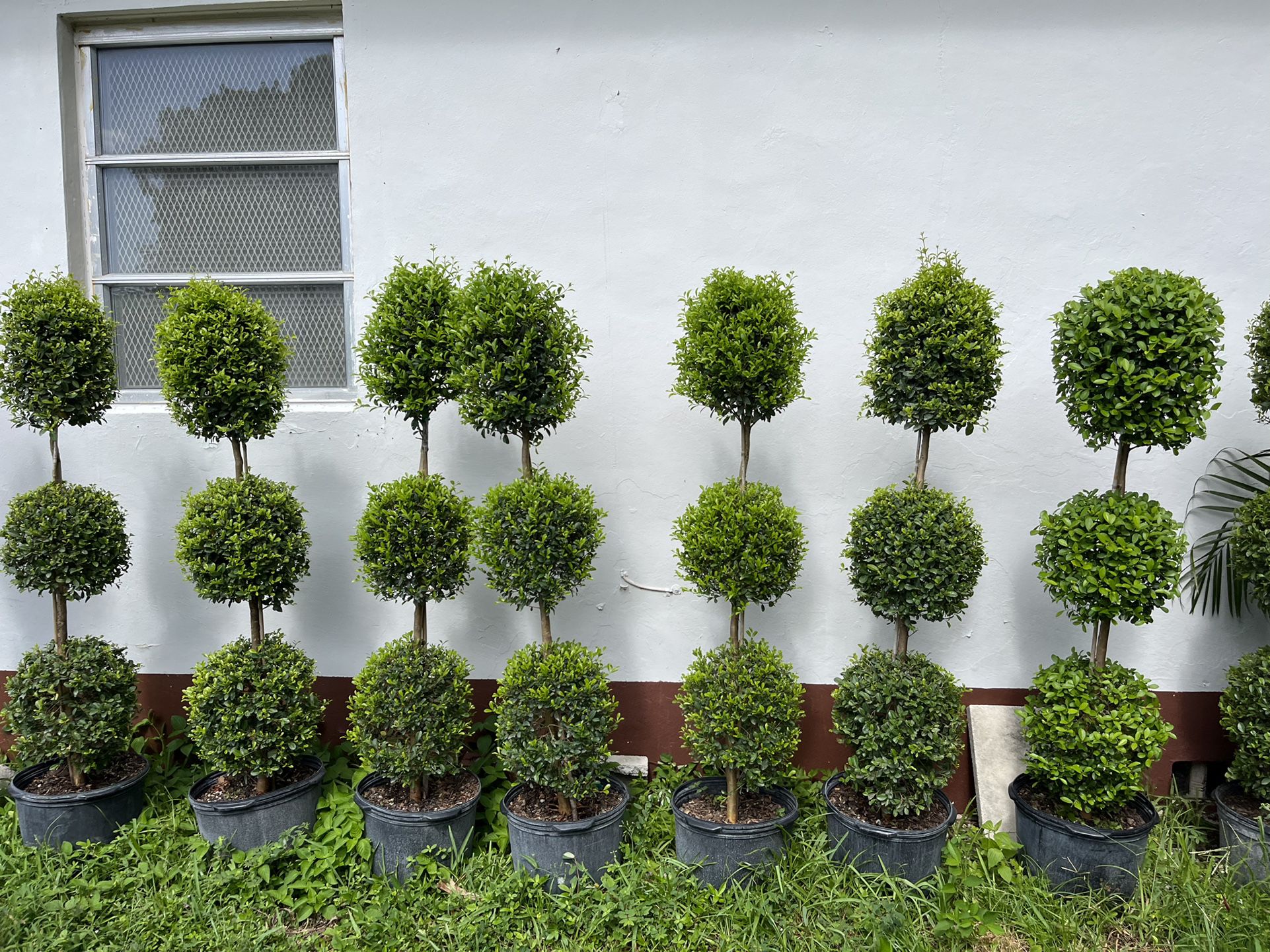 HOME PLANTS- SPECIAL PRICE TRIPLE BALL TOPIARY 7 GL