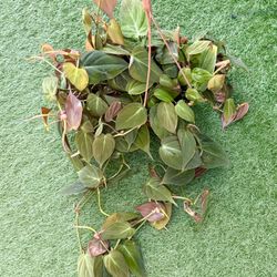 Plants (6”pot🌿Philodendron Micans $20)