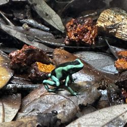 Dart Frog terrarium