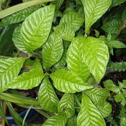Wild Coffee Plant Potted Landscape Plant FL Native
