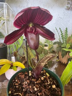 Paphiopedilum “Red Apple” Orchid