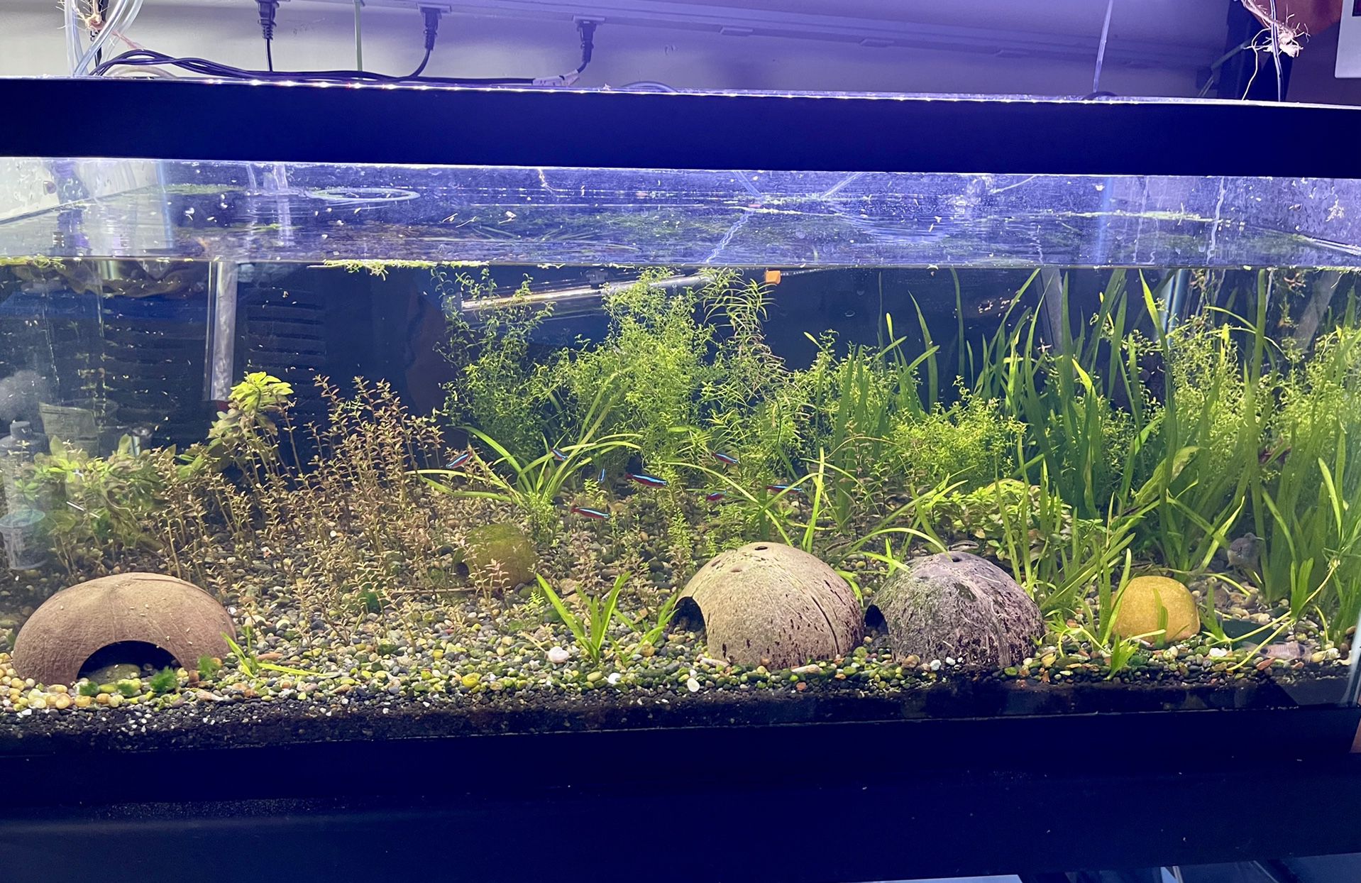 40 Gallon Breeder Tank With Everything In It