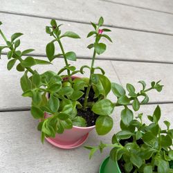  Baby Sun Rose Trailing Ice Plants.
