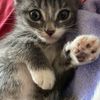 Simba_0801