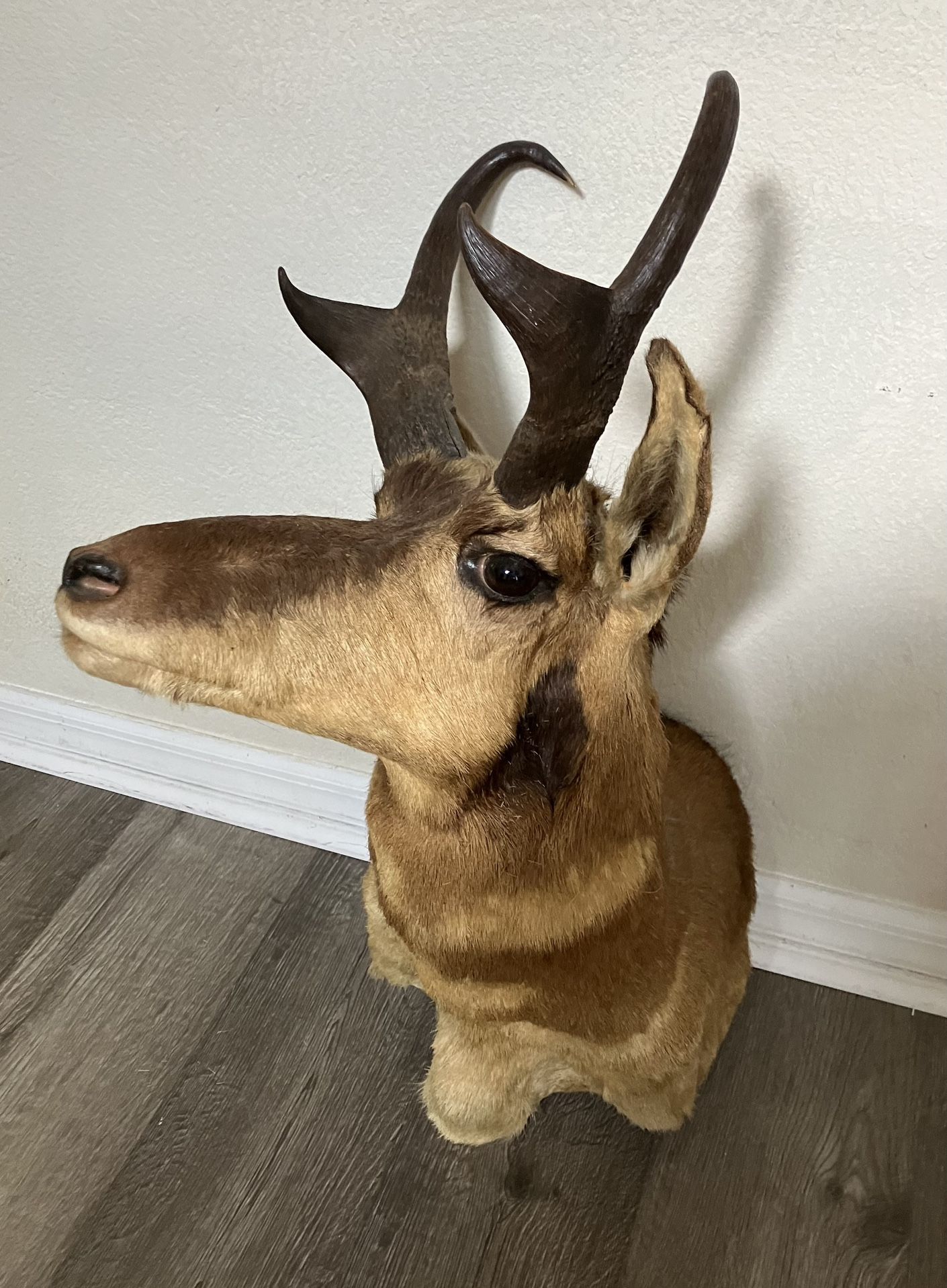 Pronghorn Antelope Taxidermy Shoulder Mount