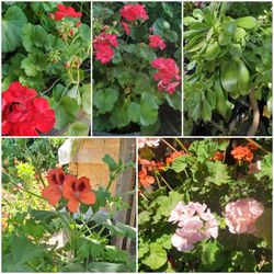 Flowers, Plants & Roses. Call Alicia (contact info removed)