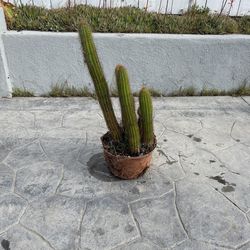 Cactus Plant 