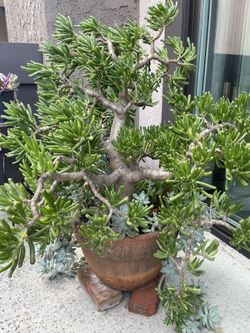 Bonsai  Gollum Jade Tree, or Crassula ovata 'Gollum'