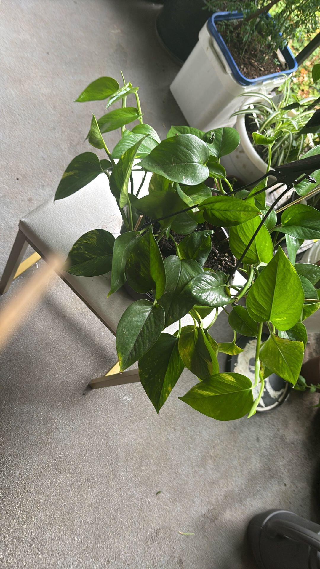 Pothos Plant