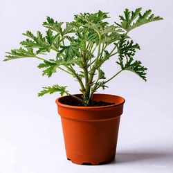 Citronella Mosquito insect repellent Plant In 6 inch Pot
