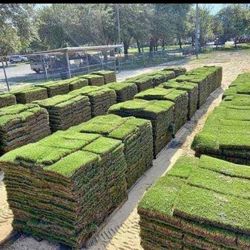 SOD $115 BAHIA , ST AUGUSTINE 🚨 WE OFFER DELIVERY AND INSTALLATION 