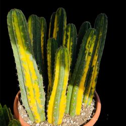 8 San Pedro Variegated $400